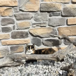 mix alpina wand verkleidung verfugt mit katze