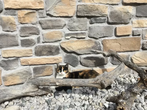 mix alpina wand verkleidung verfugt mit katze