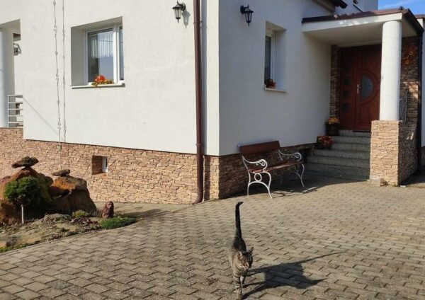 wandverblender rock vrsatec brown mit kantensteinen zur verkleidung des haussockels (und eine katze)